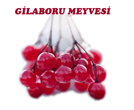 gilaburu
